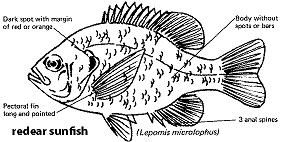 characteristics of a redear sunfish